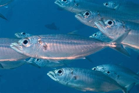 akule fish in english|Bigeye Scad (Reef Fish of the Hawaiian Islands) · iNaturalist.